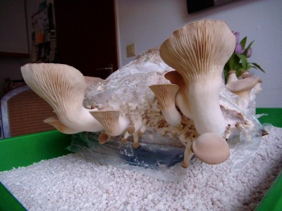 08.04-2.jpg (335.08 KiB) 22609 mal betrachtet 08.04.