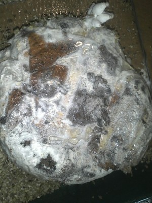 KsaufKaffee2.jpg (93.67 KiB) 21538 mal betrachtet KS auf Kaffeesatz mit Filtern ohne Zuschläge !