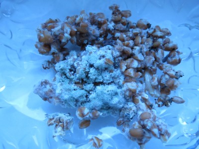 habe nun einen operative Untersuchung vorgenommen und diesen neuen Pilz aus der Pilzbrut entnommen.
