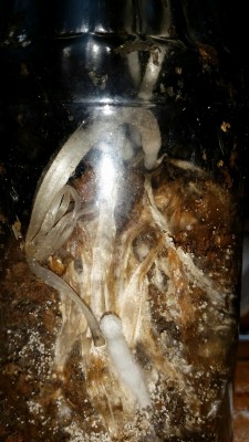 20150313_010915.jpg (414.56 KiB) 13731 mal betrachtet irgendwelche langstieligen Pilze deren Hüte zu schwarzem Matsch wurden + Primordien + weiße Punkte (Eier?)