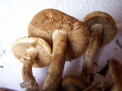100_9168.JPG