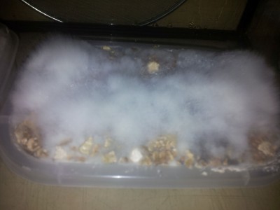 Kräuterseitling kuchen 3