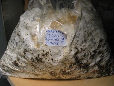 IMG_6768.JPG (771.61 KiB) 15186 mal betrachtet Durchwachsener Substratbeutel G. carnosum