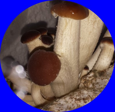 20160511_134727.jpg (778.74 KiB) 22449 mal betrachtet Pioppino von heute