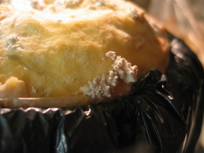 IMG_7079.JPG (347 KiB) 24384 mal betrachtet Primordien von der Seite