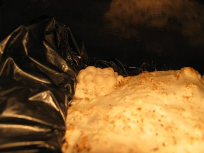 IMG_7141.JPG (323.14 KiB) 24351 mal betrachtet Kräuterseitling Primordiengruppe