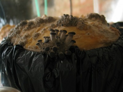 IMG_7231.JPG (153.45 KiB) 24338 mal betrachtet Austernprimordien