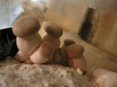 IMG_7278.JPG (144.2 KiB) 24285 mal betrachtet Kräuterseitling