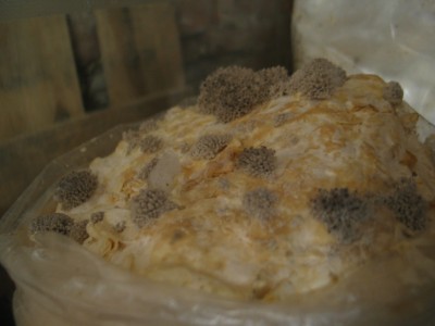 IMG_7281.JPG (151.73 KiB) 24285 mal betrachtet Austernprimordien