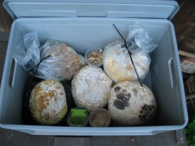 IMG_7285.JPG (206.29 KiB) 24285 mal betrachtet Plastikbox als Fruchtungsraum, offen