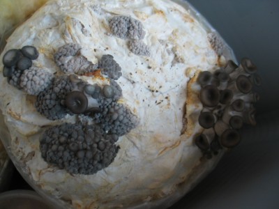 IMG_7282.JPG (185.01 KiB) 24285 mal betrachtet junge Austern