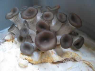 IMG_7283.JPG (142.87 KiB) 24285 mal betrachtet junge Austern Nahaufnahme