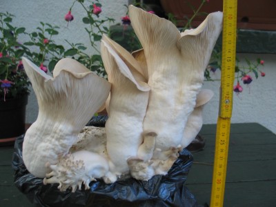 IMG_7358.JPG (758.24 KiB) 24219 mal betrachtet Kräuterseitling mit Zollstock