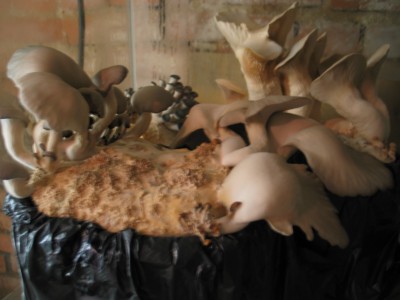 IMG_7347.JPG (607.39 KiB) 24219 mal betrachtet Austernseitlinge