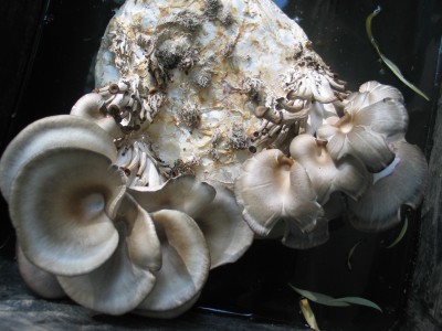 IMG_7344.JPG (852.8 KiB) 24219 mal betrachtet gesunde Auster im Wasserbad