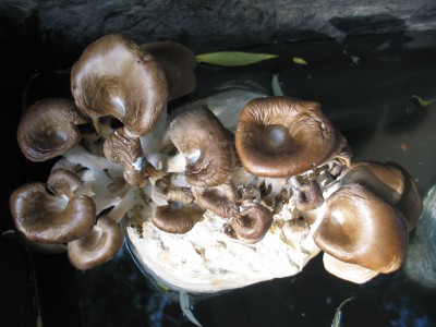 IMG_7342.JPG (801.81 KiB) 24219 mal betrachtet verdorrte Auster im Wasserbad