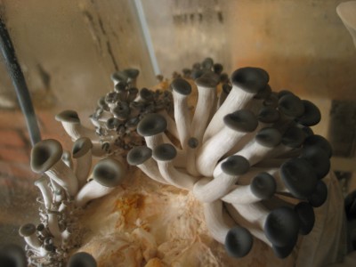 IMG_7350.JPG (623.23 KiB) 24219 mal betrachtet junge Austernseitlinge