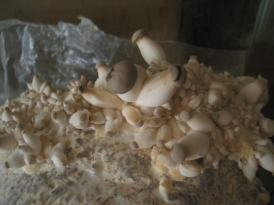 IMG_7352.JPG (614 KiB) 24219 mal betrachtet junge Kräuterseitlinge