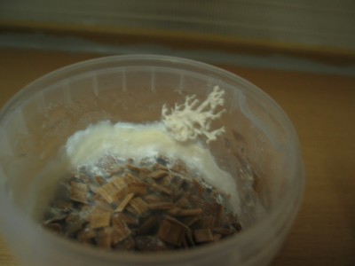 IMG_7521.JPG (131.35 KiB) 19288 mal betrachtet Wurzeliges Gebilde