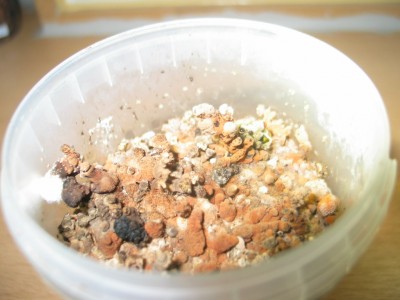 IMG_7524.JPG (187.54 KiB) 18979 mal betrachtet Knubbeltramete?