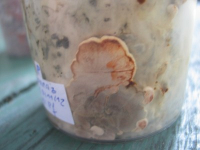 IMG_7491.JPG (129.56 KiB) 18984 mal betrachtet Ochsenzunge