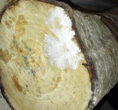 IMG_20170505_103319.jpg (666.8 KiB) 27349 mal betrachtet Austernseitling