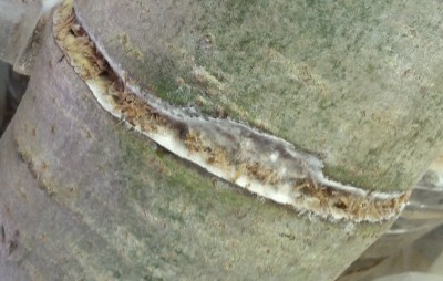 IMG_20170506_115915.jpg (586.39 KiB) 27364 mal betrachtet Samtfußrübling