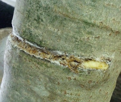 IMG_20170506_115928.jpg (949.72 KiB) 27364 mal betrachtet Samtfußrübling mit komischem Zeug