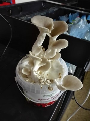 Lungenseitling 1.jpg (185.36 KiB) 25384 mal betrachtet Lungenseitling 1.jpg