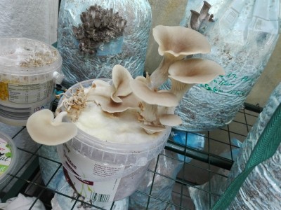 Lungenseitling 2.jpg (365.8 KiB) 25988 mal betrachtet Lungenseitling 2.jpg