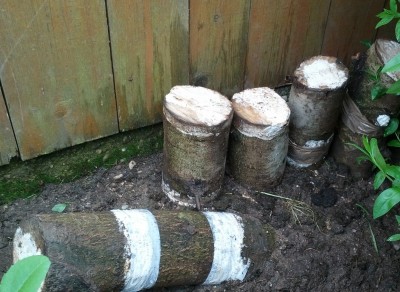 IMG_20170525_122950xx.jpg (979.85 KiB) 9148 mal betrachtet Austernseitling am Endstandort