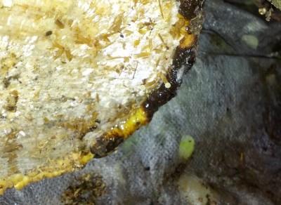 IMG_20170527_110030.jpg (586.37 KiB) 9148 mal betrachtet Der hat sich wohl in der Jahreszeit geirrt.