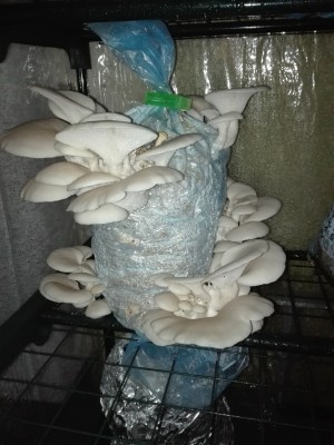 Lungenseitling.jpg (271.71 KiB) 25342 mal betrachtet Lungenseitling.jpg