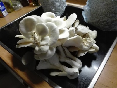 ohne Wiegen.jpg (210.82 KiB) 25943 mal betrachtet ohne Wiegen.jpg