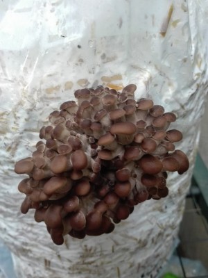 Cluster 2.jpg