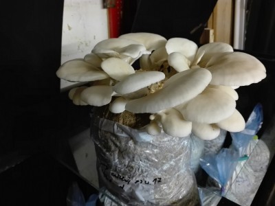 Lungenseitling.jpg (165.27 KiB) 25160 mal betrachtet Lungenseitling.jpg