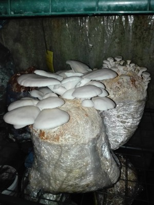 Lungenseitling 2.Welle.jpg (283.81 KiB) 25709 mal betrachtet Lungenseitling 2.Welle.jpg