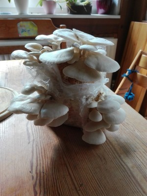 2.Welle Lungenseitling.jpg (315.14 KiB) 25001 mal betrachtet 2.Welle Lungenseitling.jpg