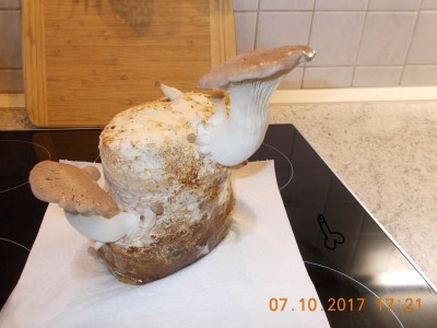 RSCN3453.JPG