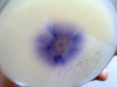 Violetter Rötelritterling von der Unterseite der Petrischale