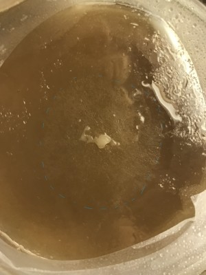 IMG_0989_2.jpg (285.35 KiB) 17332 mal betrachtet Spitzmorchel Myzel Petrischale