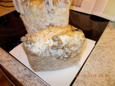 DSCN4163.JPG