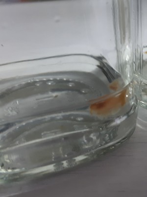 Flüssigmyzel (test)