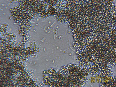 PICT0015.JPG (614.74 KiB) 18491 mal betrachtet Schleimirgendwas