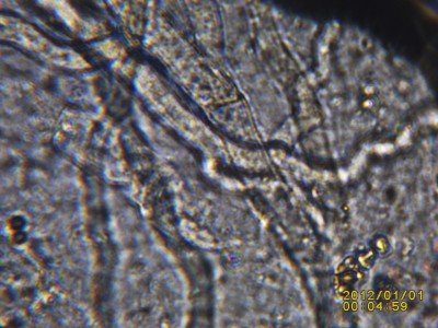 PICT0021.JPG (428.52 KiB) 18491 mal betrachtet Morchelmyzel