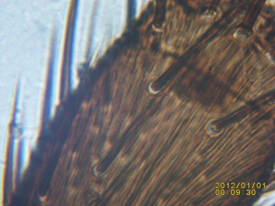 PICT0022.JPG (355.32 KiB) 18125 mal betrachtet Fliegenbein