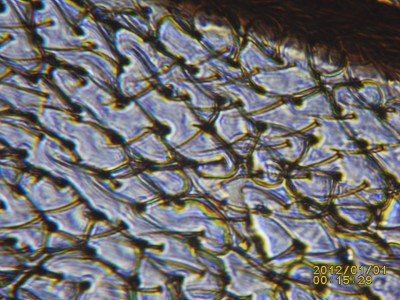 PICT0024.JPG (493.4 KiB) 18491 mal betrachtet Fliegenflügel