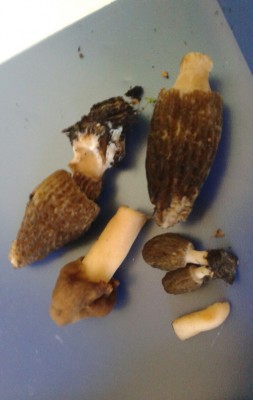 Spitzmorcheln und Fingerhutverpeln, gefunden im April 2016 im Rindenmulch.