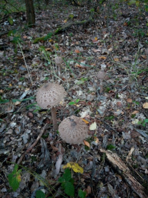 Parasol- (Riesen-Schirmpilze), Paukenschlegel