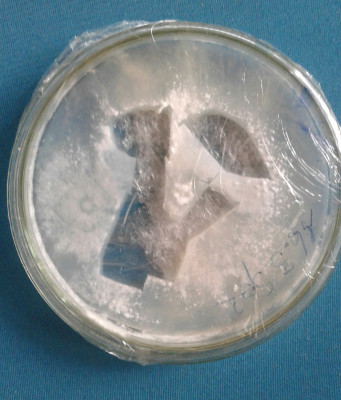 Petri2